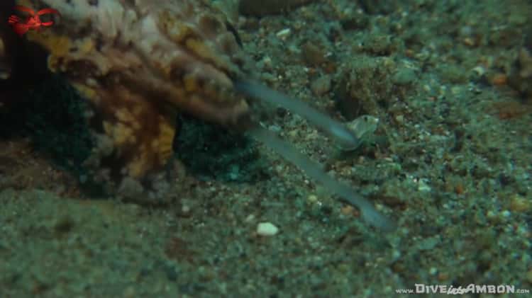 Flamboyant Cuttlefish - Amazing Feeding Action on Vimeo
