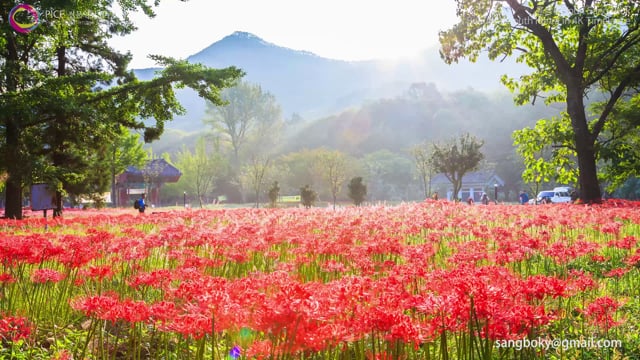 Beautiful South Korea Landscape in 4K UHD Timelapse