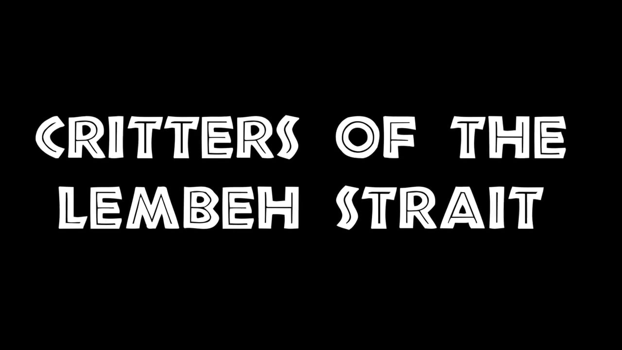 Critters of the Lembeh Strait - Best Of