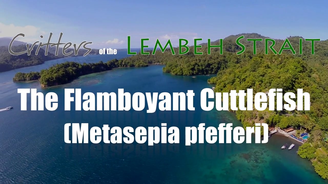 The Flamboyant Cuttlefish (Metasepia pfefferi)