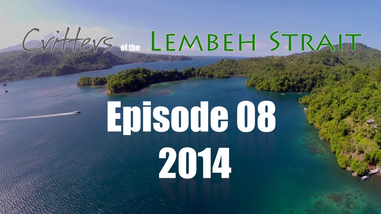 Critters of the Lembeh Strait | Episode 08/2014