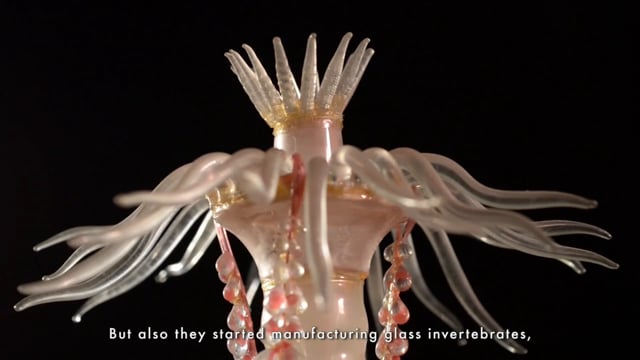 Blaschka Sea Creatures in Glass at the Harvard Museum of Natural History