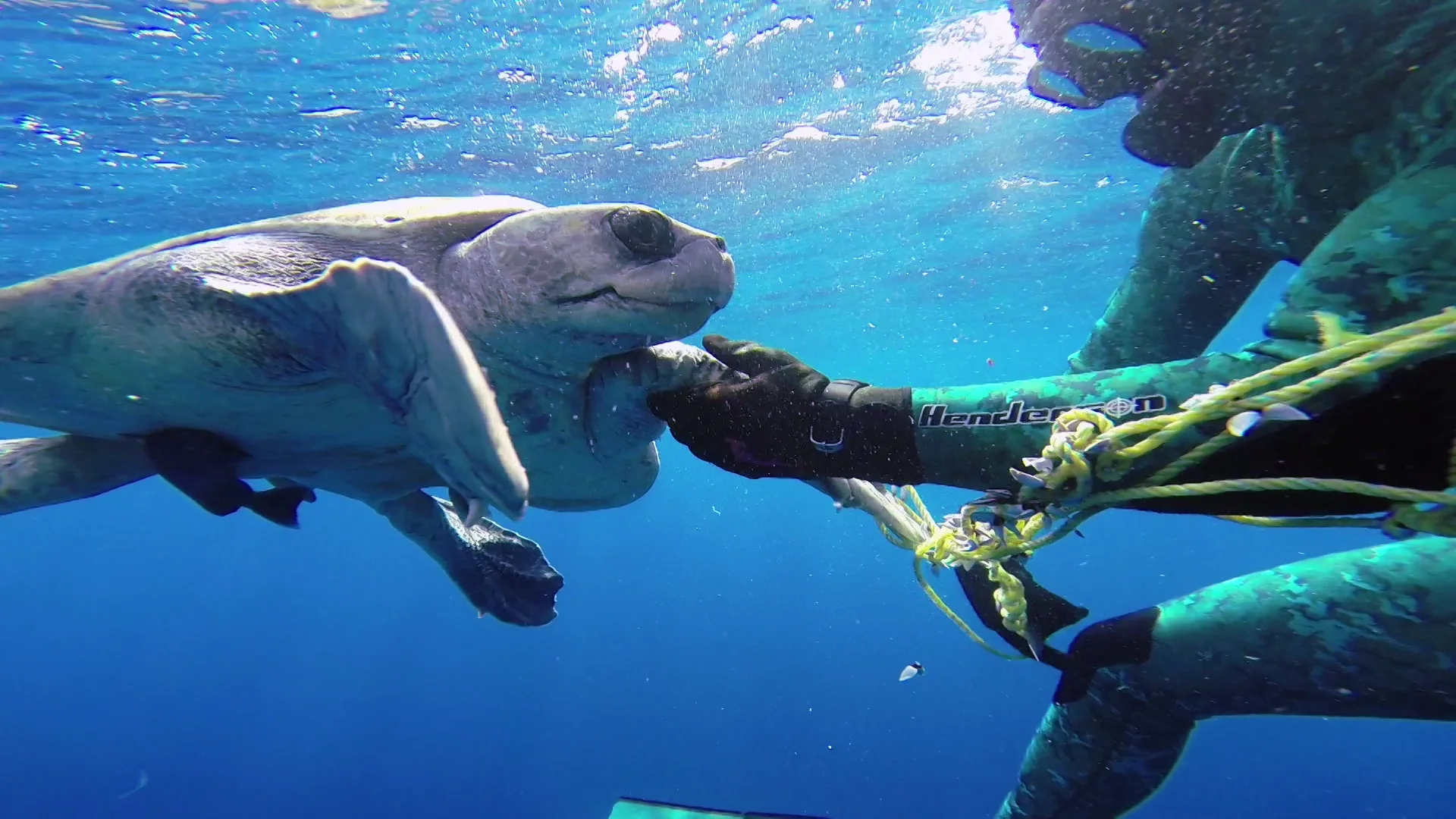 Спасение морских животных. Морские животные спасают морских животных. Гибель морских животных. Морские животные спасают морских животных. Спасение кита выброшенного на берег.