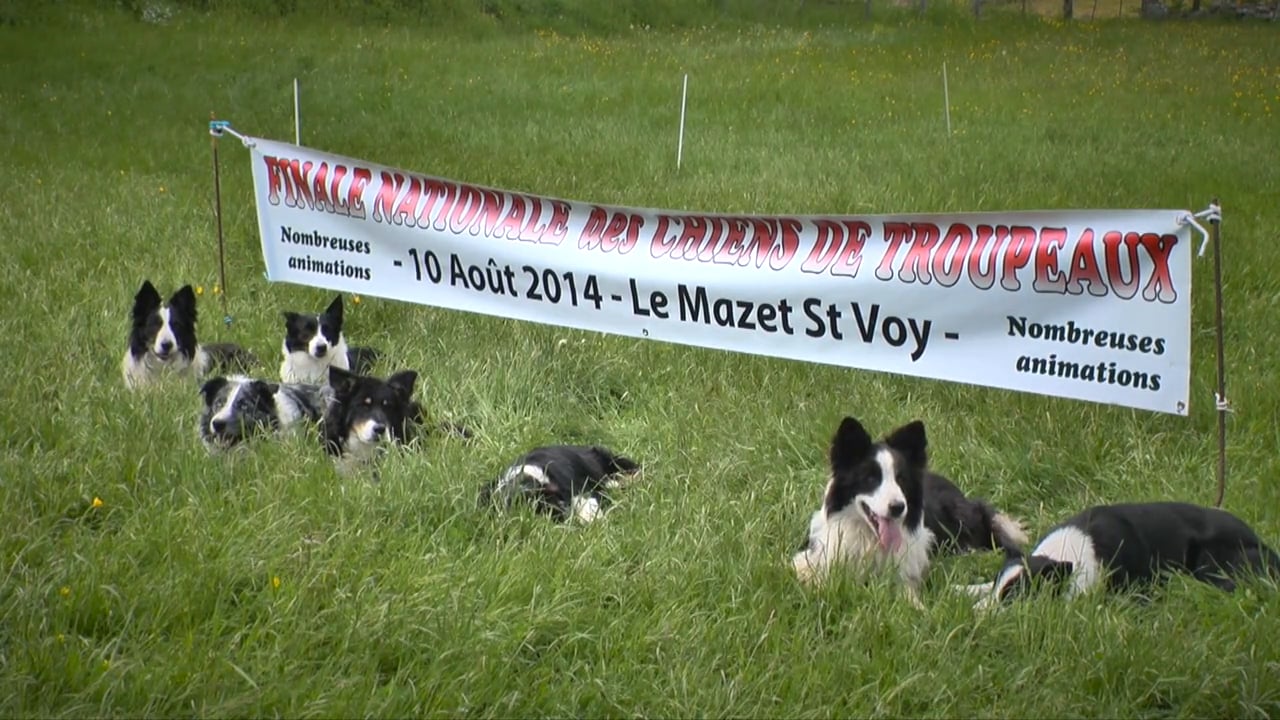 trailer-de-la-finale-nationale-des-chiens-de-troupeaux-on-vimeo
