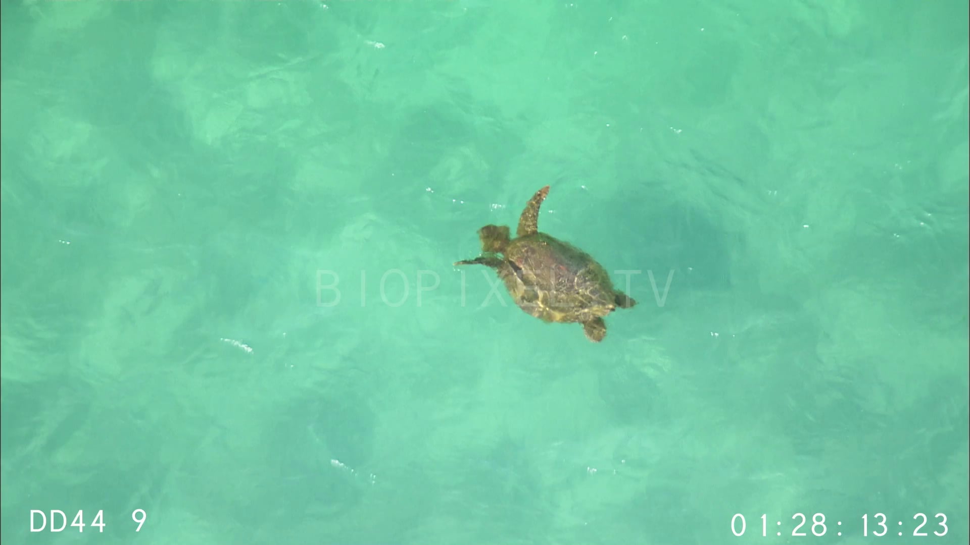 Turtles Loggerhead Turtle - Aerial - Loggerhead turtle on Vimeo