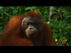 Orangutania