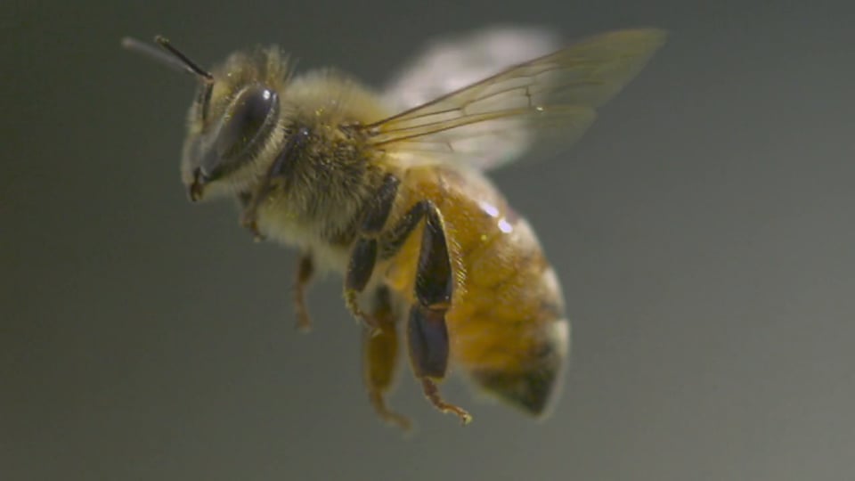 "Apis Mellifera: Honey Bee" Zoals te zien op Gizmodo, Huffington Post, MNN en meer!