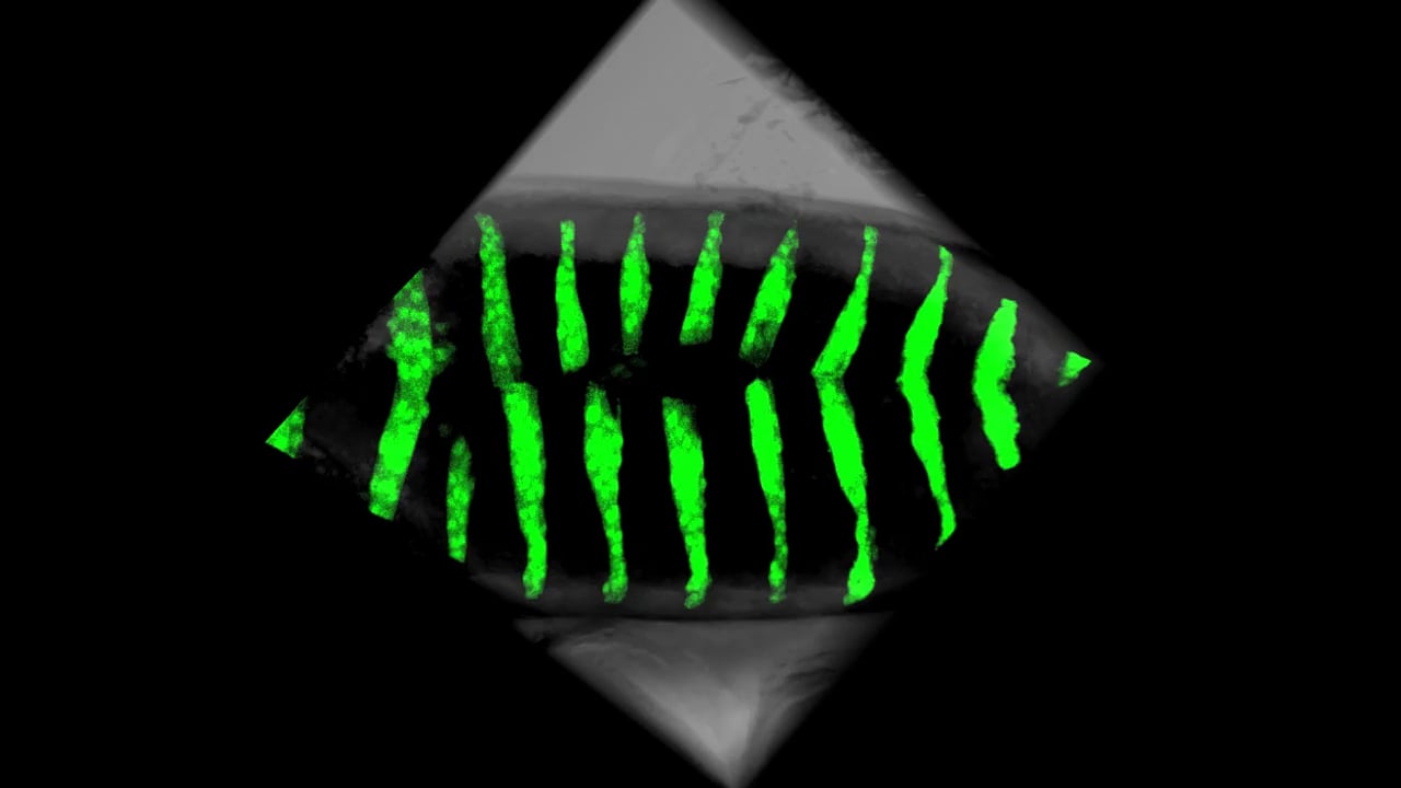 Agne Kozlovskaja-Gumbriene - HhGFP dorsal closure.   MBL Embryology 2014