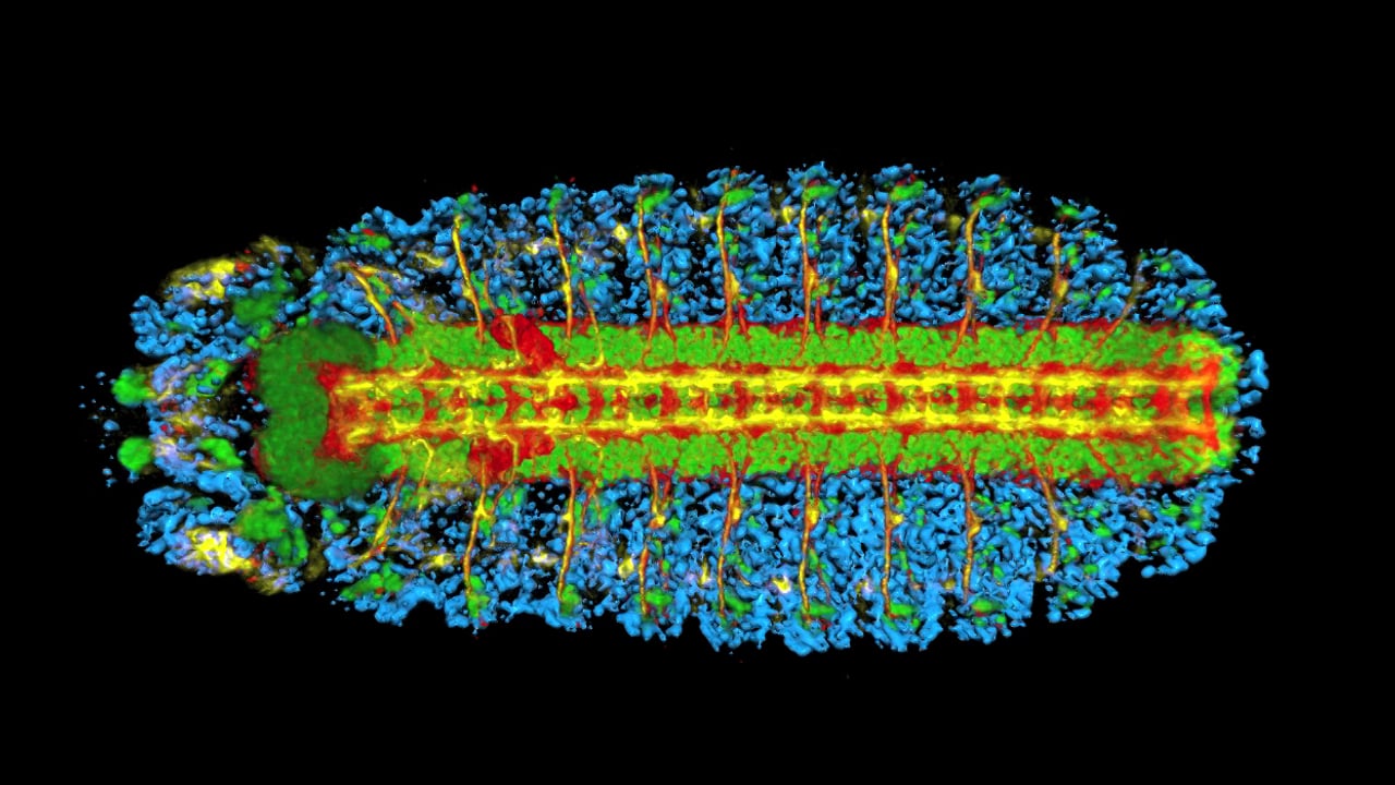Amber Famiglietti - 3D with solid DAPI.  MBL Embryology 2014
