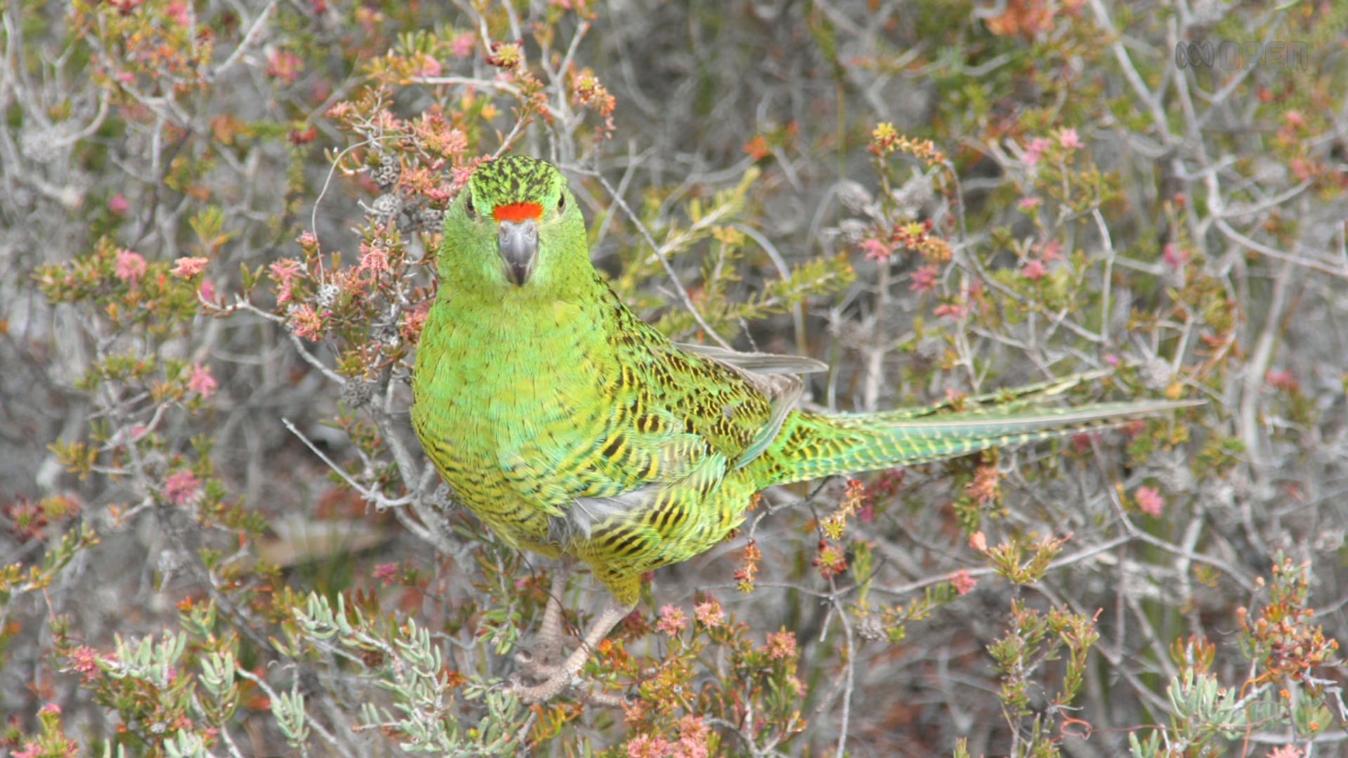 Dave Taylor: Friend of the Western Ground Parrot
