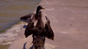 Ducks on the Brazos