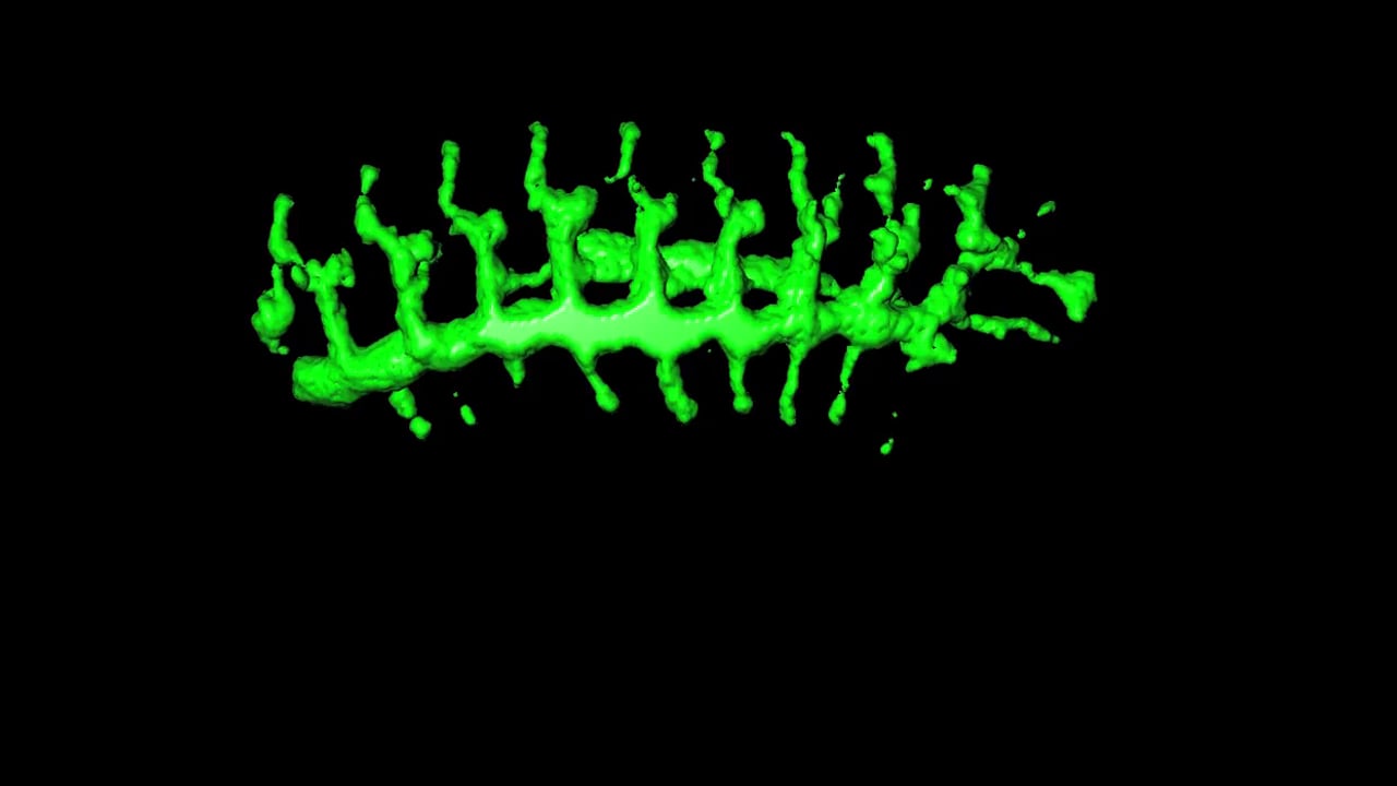 Agne Kozlovskaja-Gumbriene Breathless solid.  MBL Embryology 2014