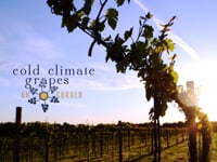 wine article Cold Climate Grapes Uncorked
