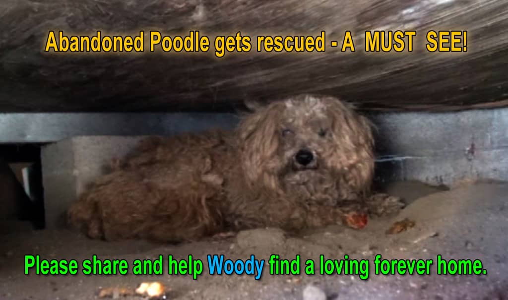 When the dog's owner died, he was left behind. Watch what happens next