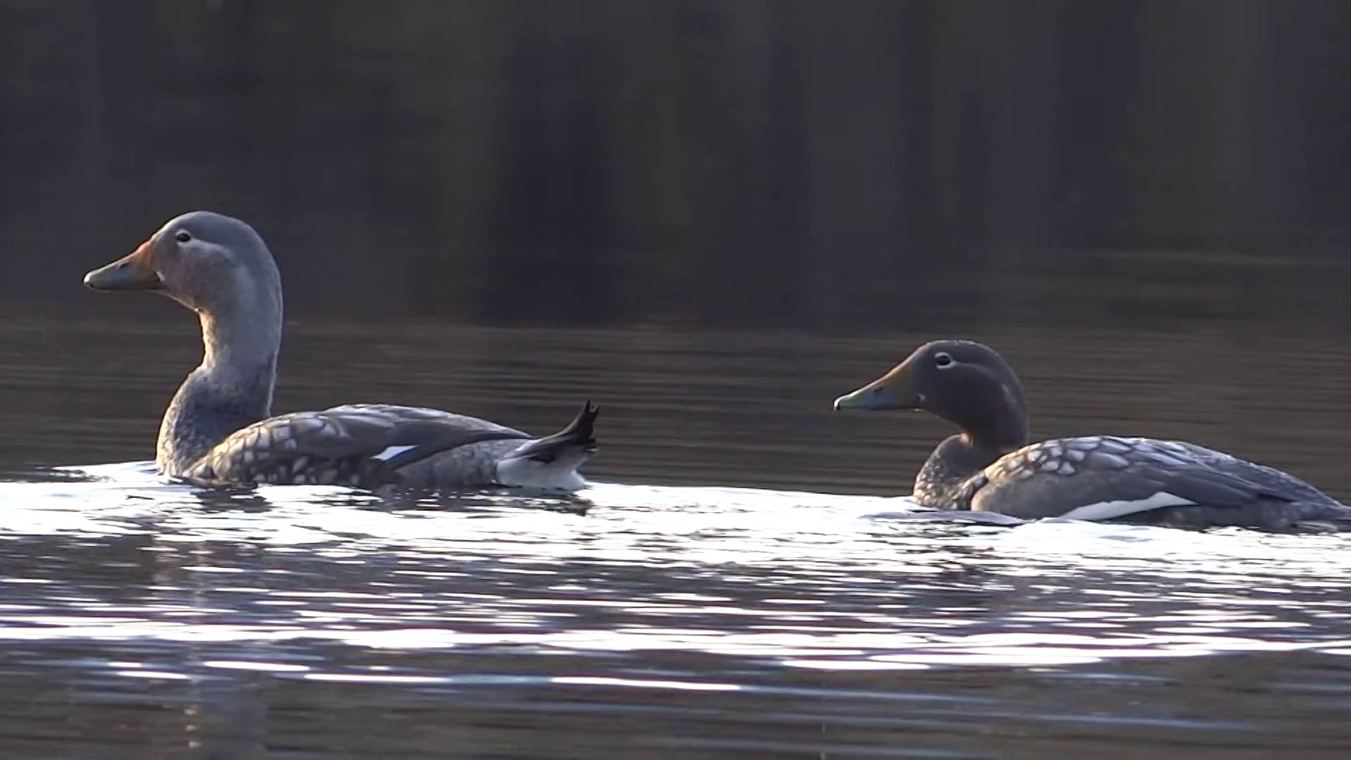 Flying steamerduck (male and female) on Vimeo