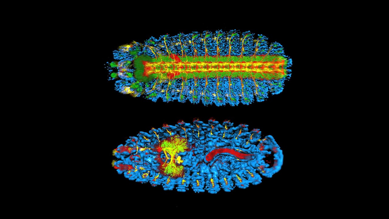 Amber and Shane - Dorsal Ventral Split.  MBL Embryology 2014