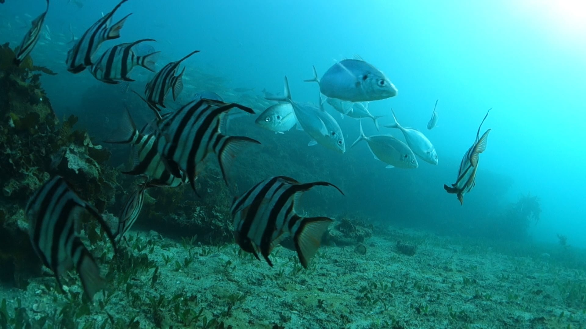 Tale of Three Bays - See why we need a real marine park in Sydney.