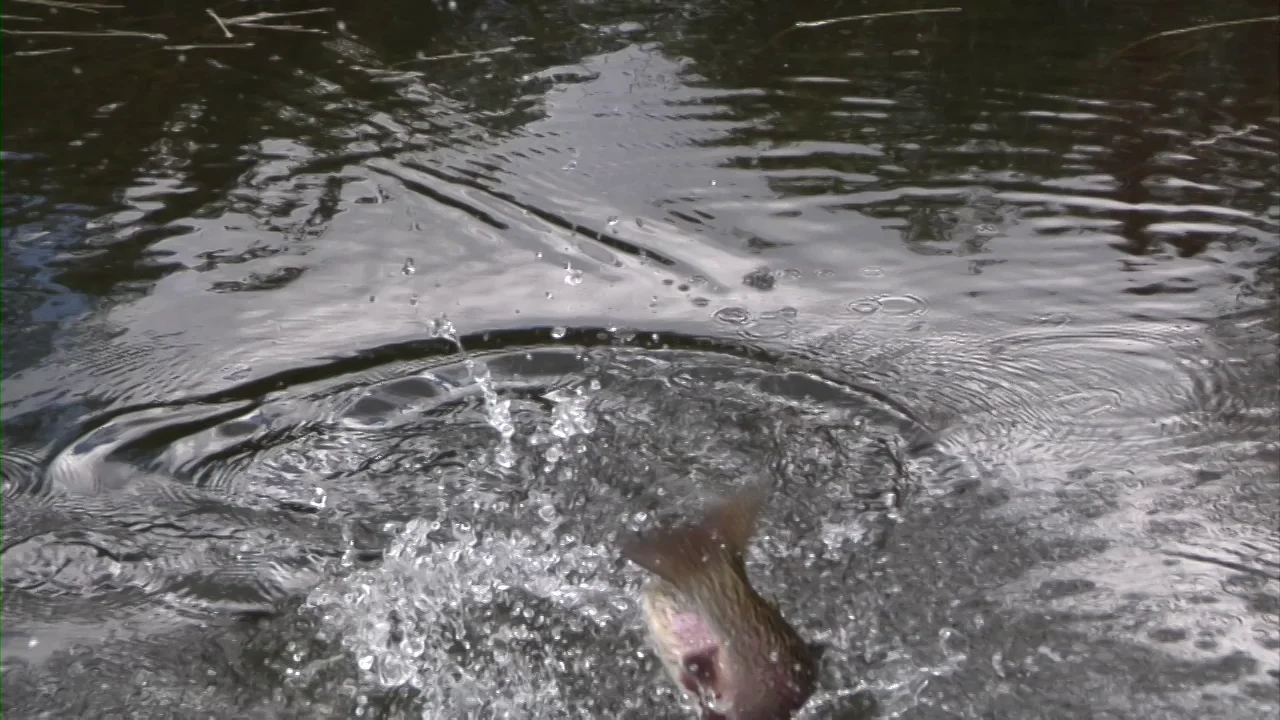 Rainbow Trout Eating Mice Patterns: Colorado on Vimeo