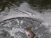Pescando con imitaciones de Raton