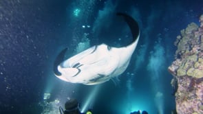 Scuba Diving and Snorkeling