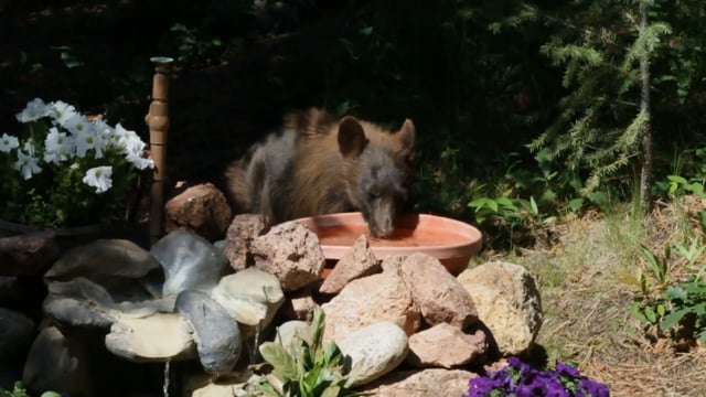 Yearling Black Bear