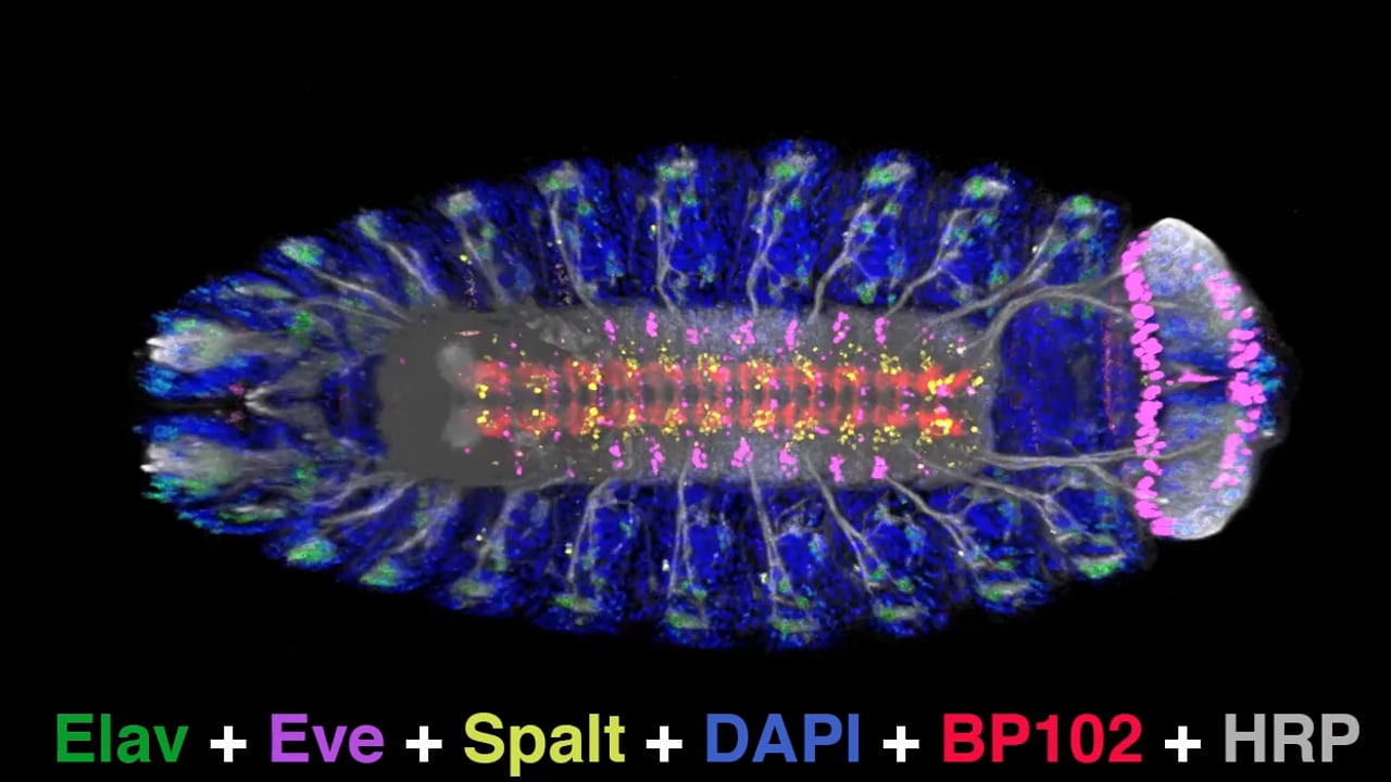 Connie Rich - Seven Channel 3D.  MBL Embryology 2014