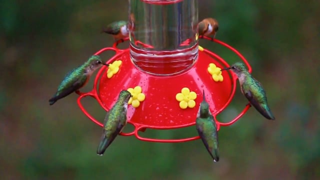 Hummingbirds at the Divide