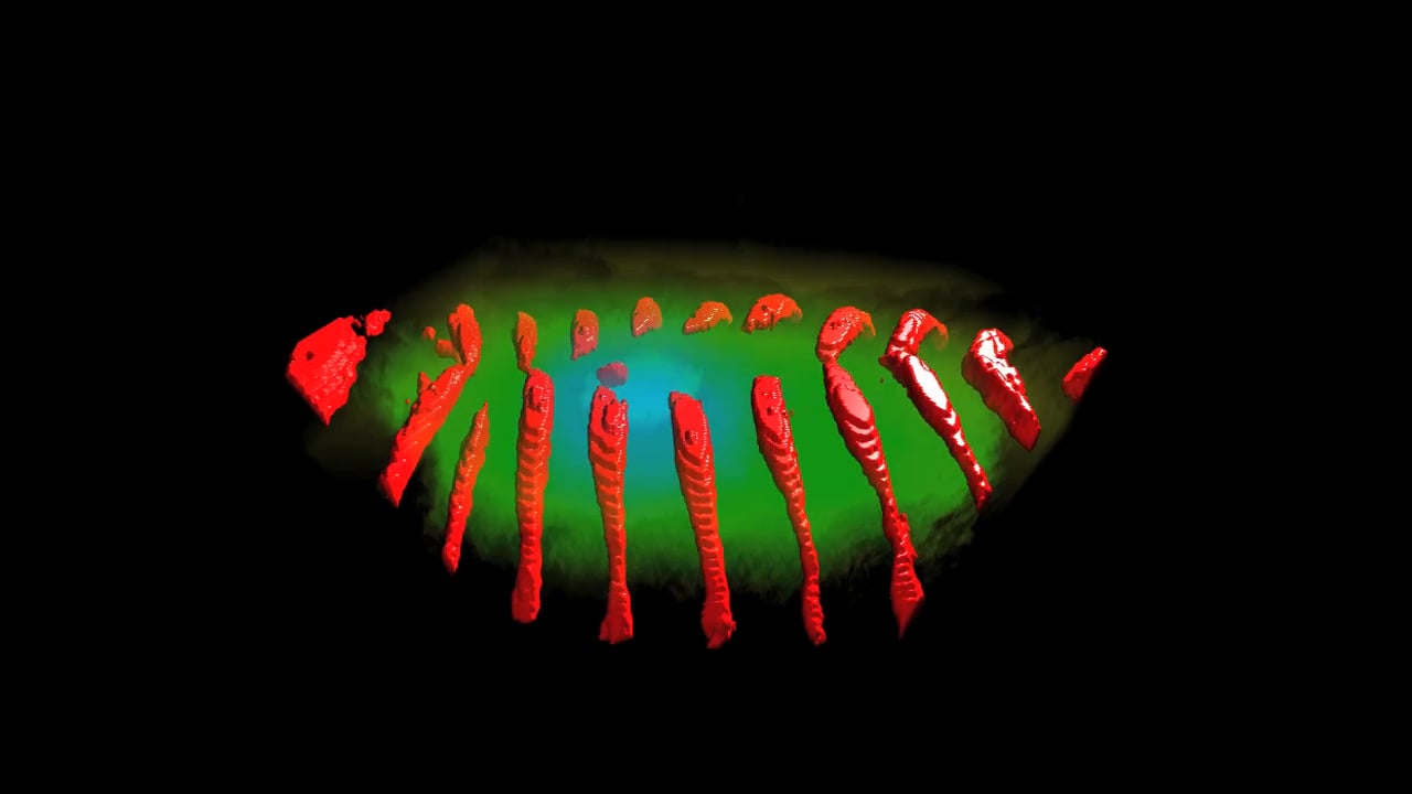 Agne Kozlovskaja-Gumbriene - HhGFP dorsal closure solid rotate.  MBL Embryology 2014