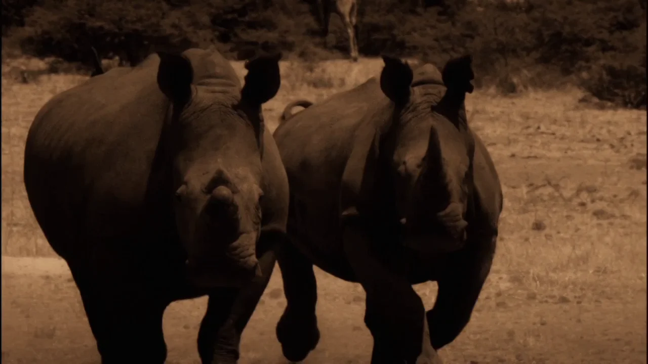 Rhino Rescue — Wildlife Films