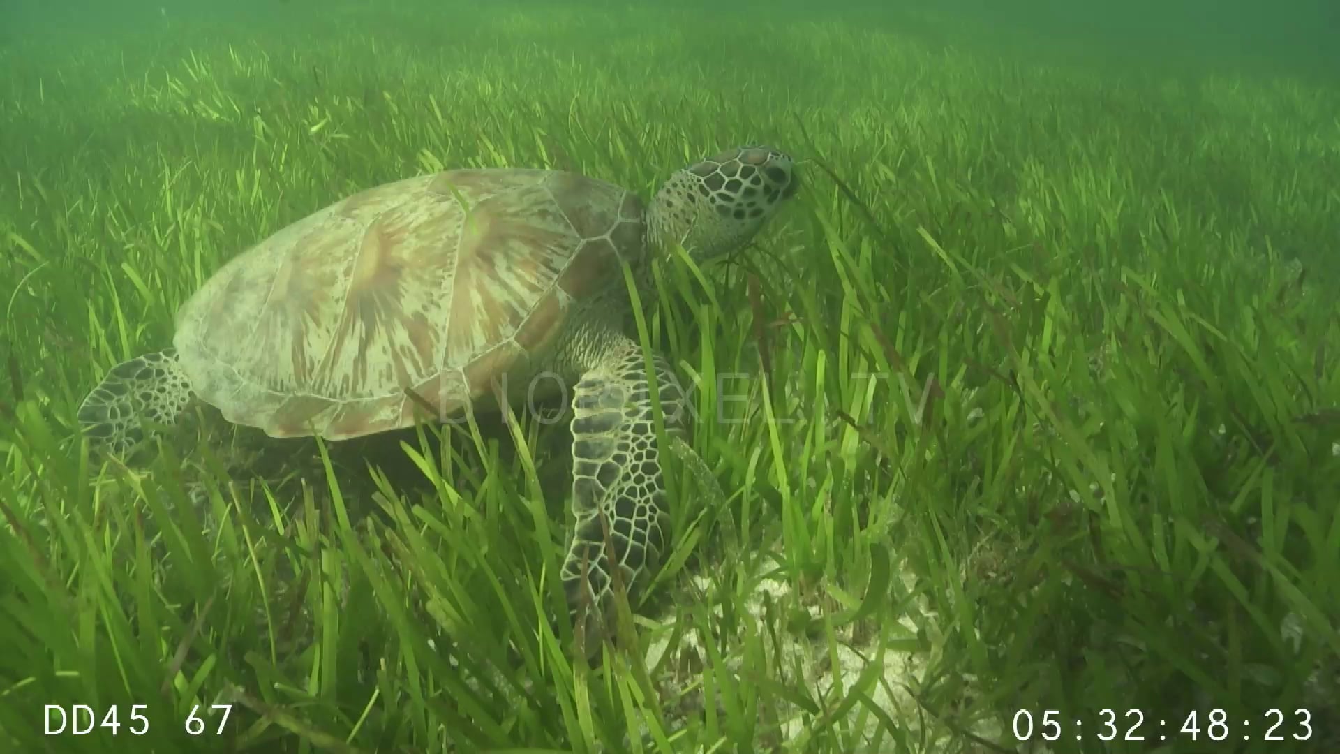 Seagrass Green sea turtle feeding on seagrass 1 on Vimeo