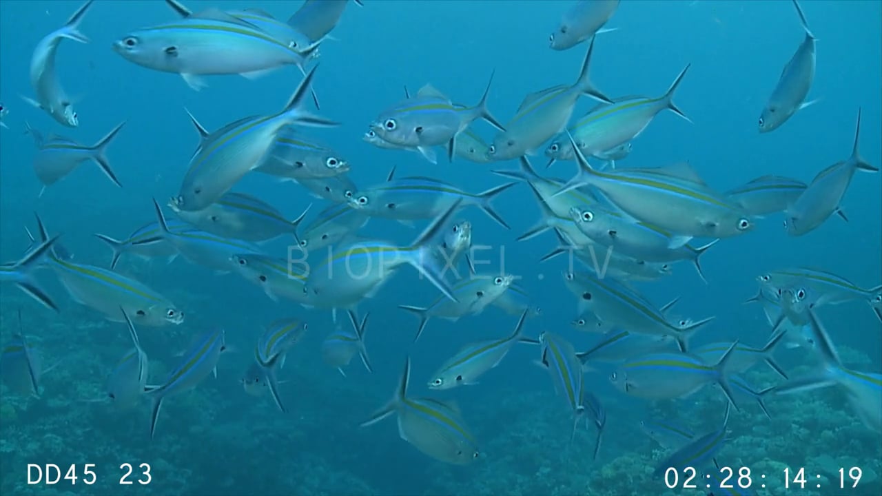 plankton-fusilier-fish-feeding-on-plankton-on-vimeo