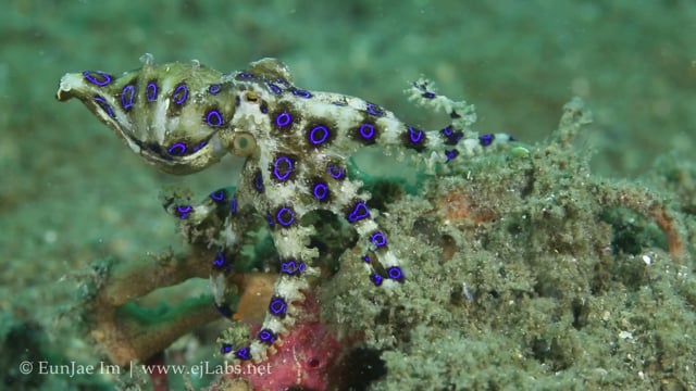 blue ringed octopus eating a crab