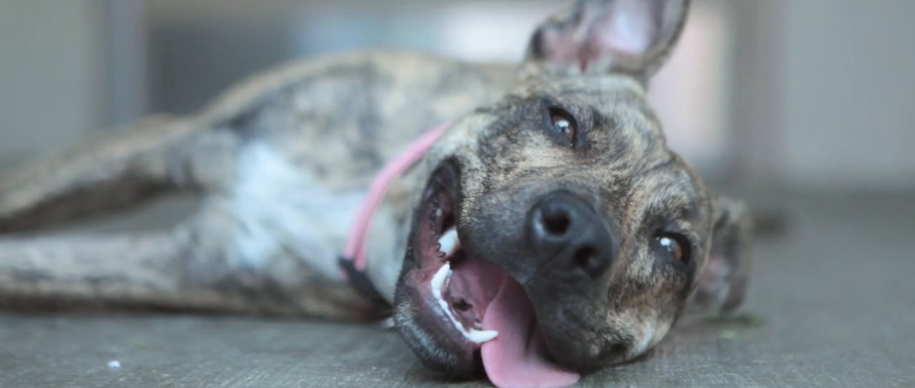 The Truth About Pitbulls On Vimeo