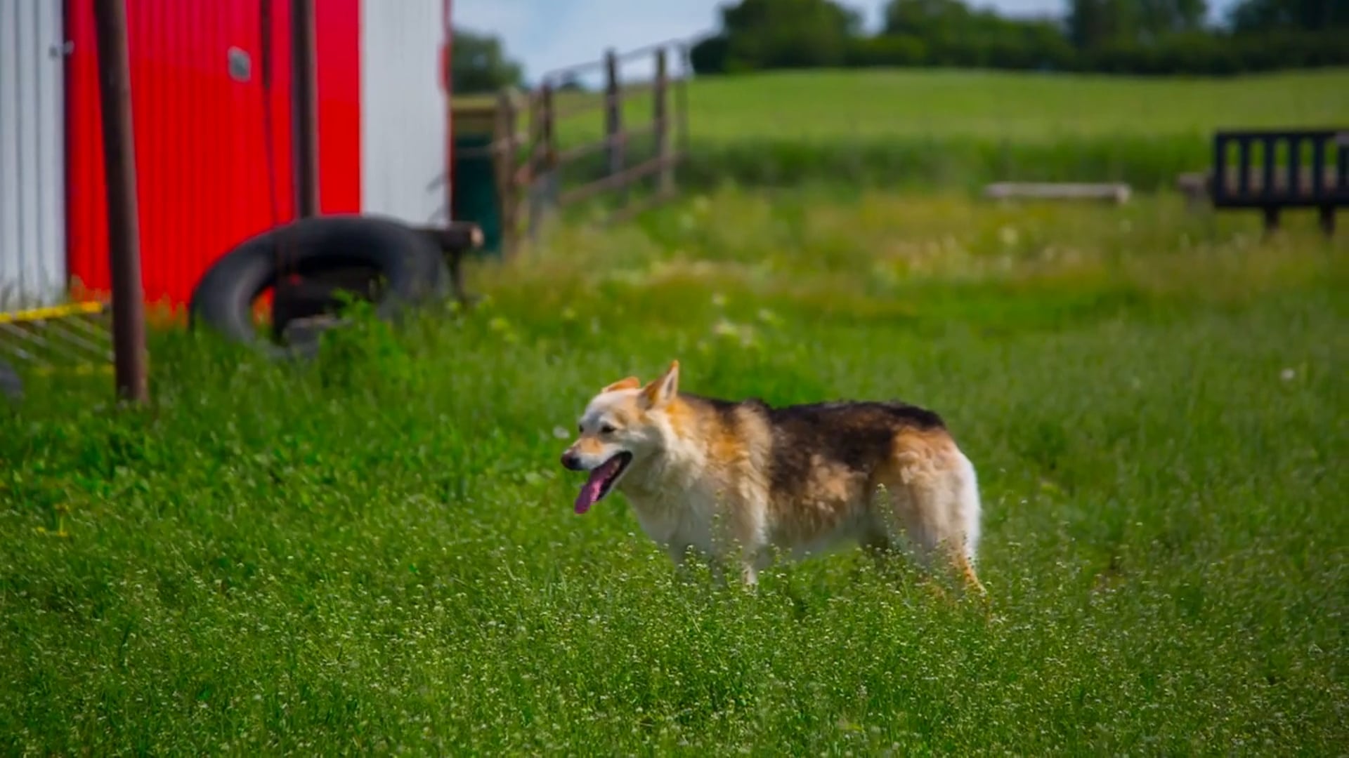 Yearly checkups and appropriate vaccinations