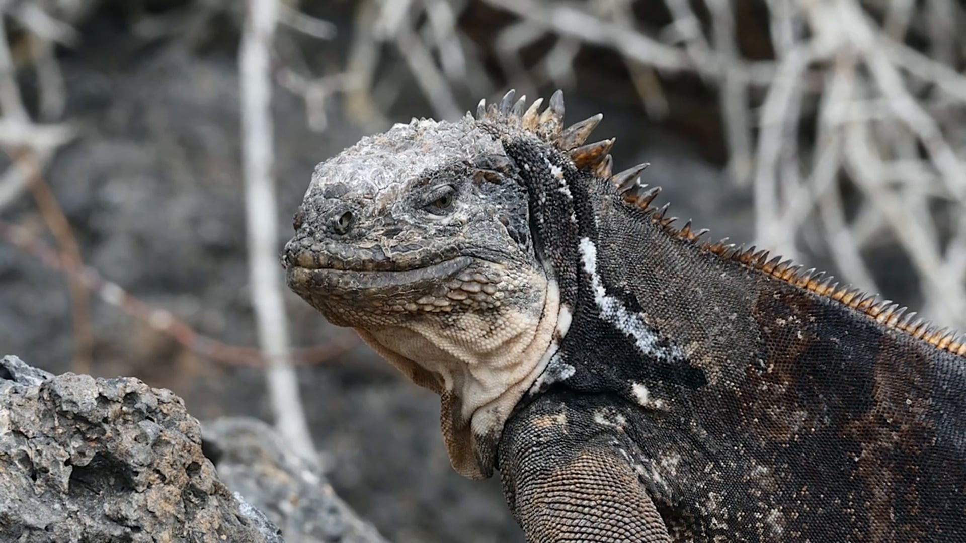 Galapagos Islands with Royal African Safaris 2014