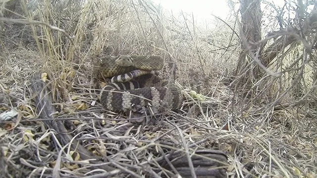 Hot weather is waking B.C. snakes from their slumber. Here's how to  identify them