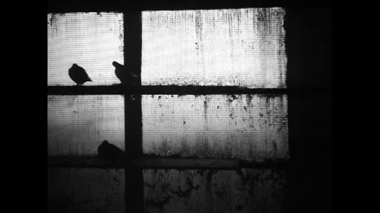 Pigeons
