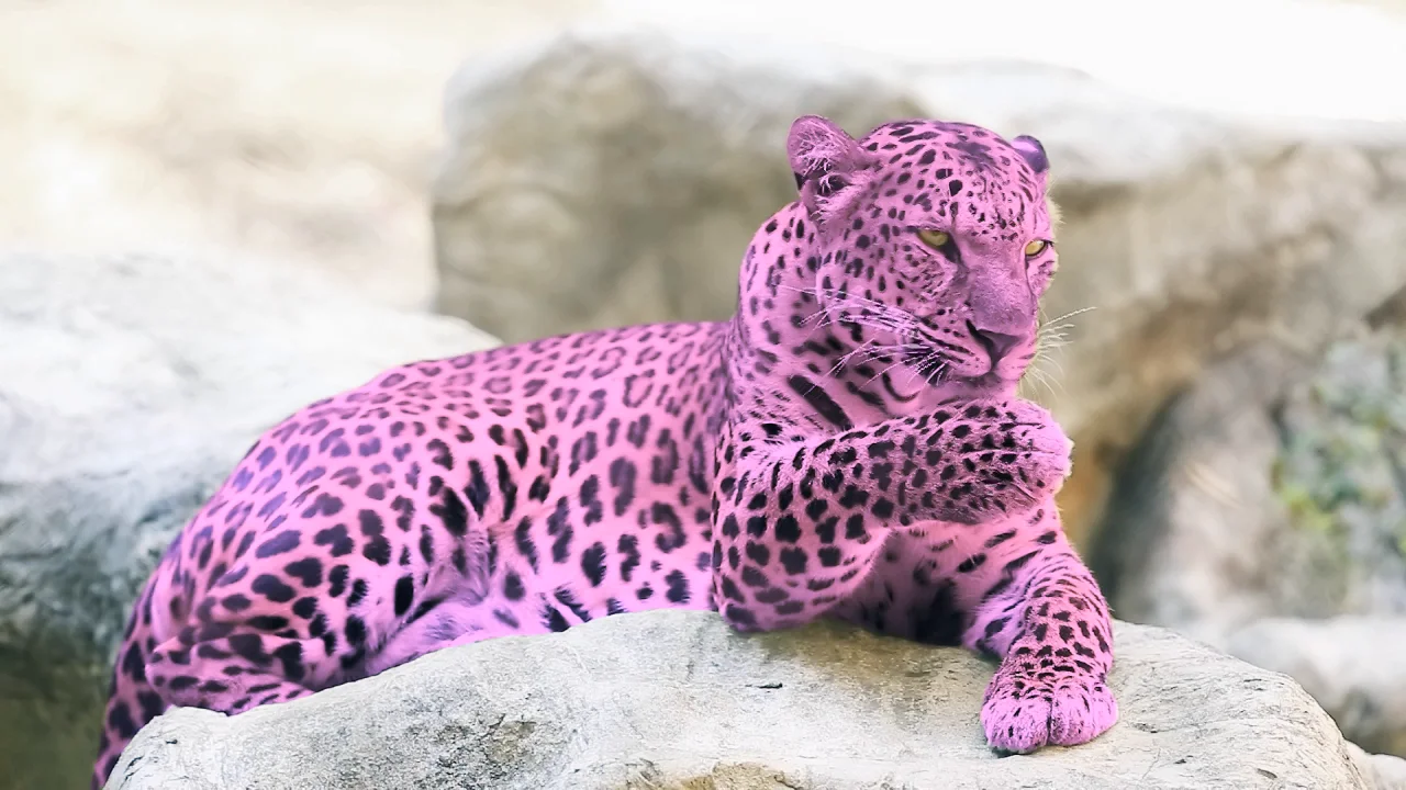 Pink Panther Campaign on Vimeo