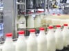 Infor #4 EMEA Milk Caps