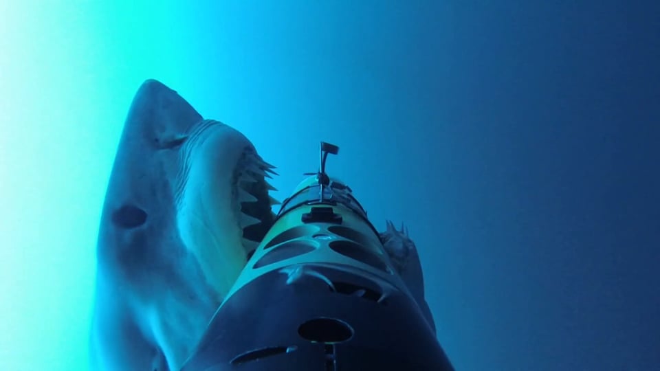 REMUS SharkCam: The hunter and the hunted