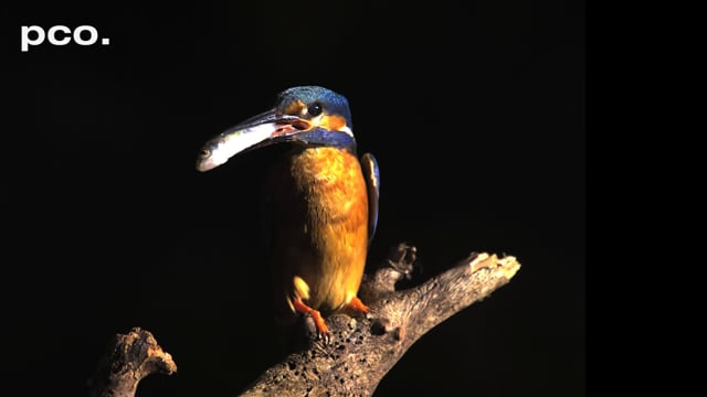 Kingfisher in slow motion II.