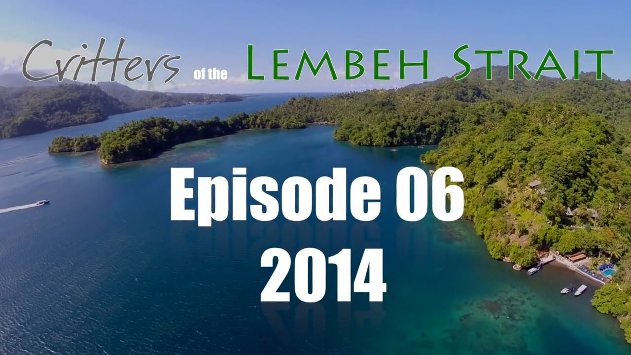 Critters of the Lembeh Strait | Episode 06/2014