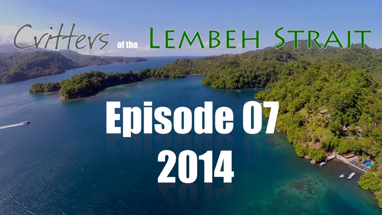 Critters of the Lembeh Strait | Episode 07/2014