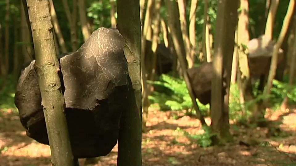 Andy Goldsworthy: Stone Coppice