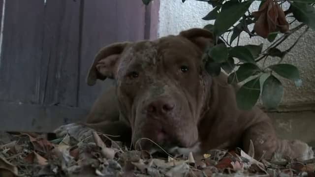 Rescuing a scared Pit Bull hiding in the bushes. on Vimeo