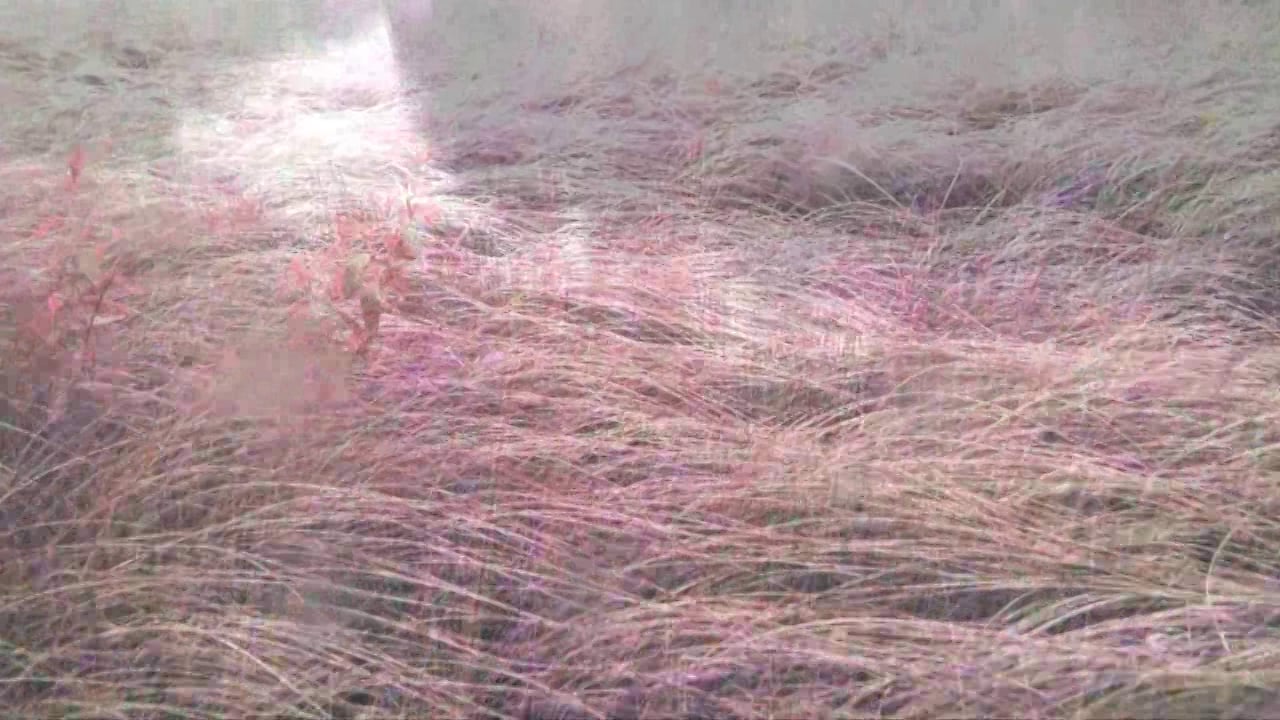 supermarket dream sequence on Vimeo