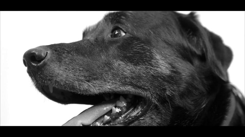 Black Dog Designs Web Commercial