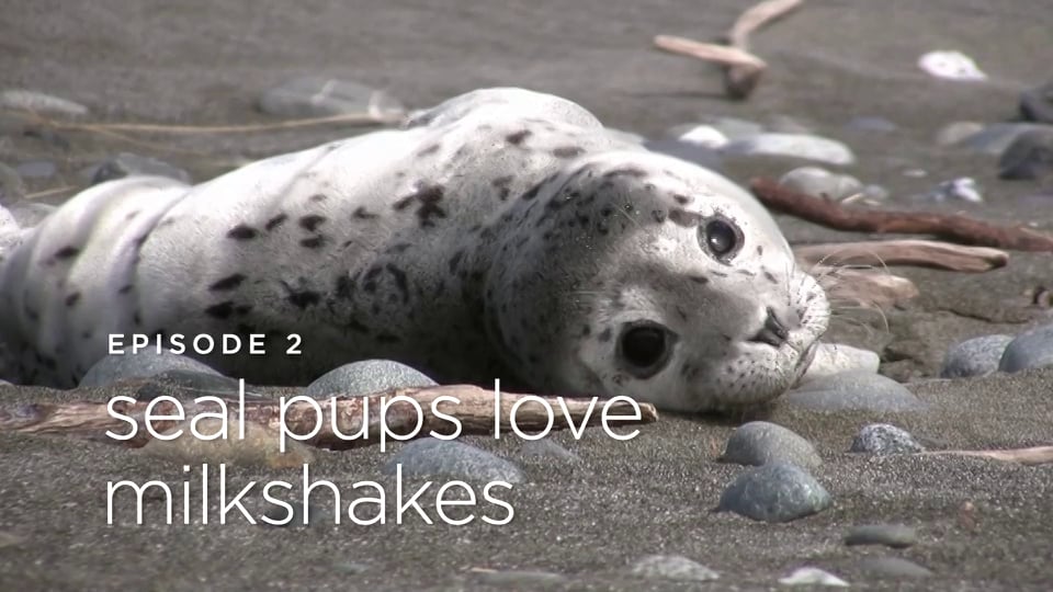 Seal Pups Love Milkshakes