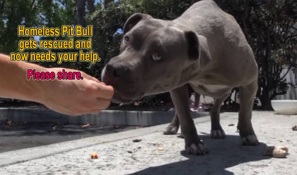 Homeless Pit Bull in an industrial area gets and now needs your help ...