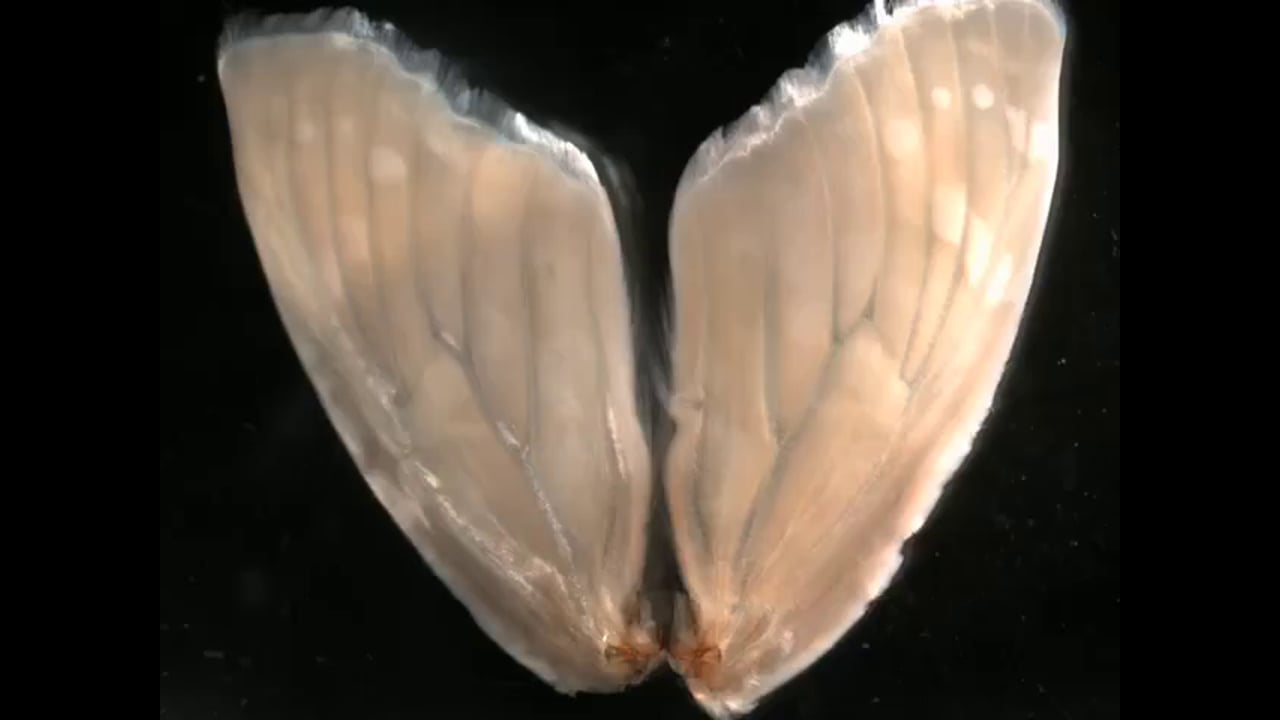 Painted Lady Pupal Wing Development by Ryan Null